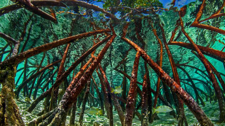 Bahamas Mangroves \u2013 Bing Wallpaper Download