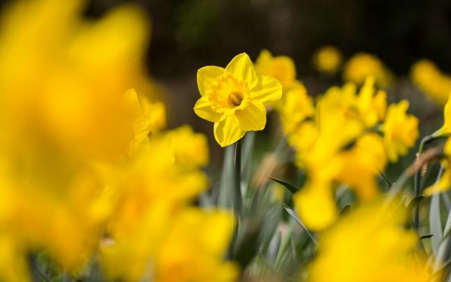 daffodils flowers yellow A4 - HD Desktop Wallpapers