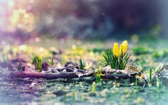 Early Spring HD Wallpaper (50+ images)