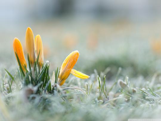 Early Spring Wallpaper (52+ images)