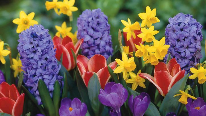 Free Early Spring Desktop Wallpaper -