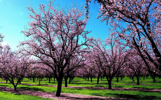 Early Spring Wallpaper Backgrounds (53+ images)