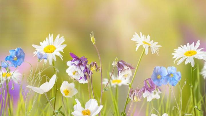 Early Spring Wallpaper For Desktop | 2021 Cute Wallpapers