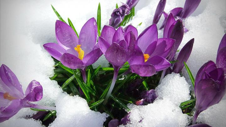 Early Spring Wallpapers
