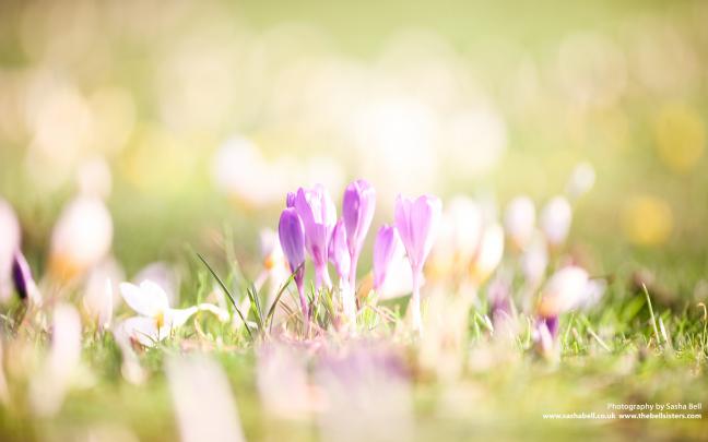 Early Spring Wallpaper Backgrounds (53+ images)
