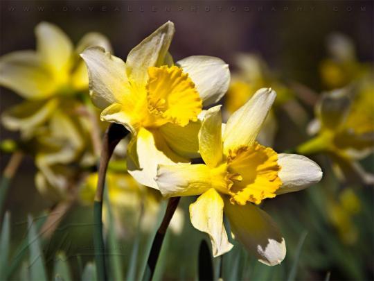 Early Spring Wallpapers