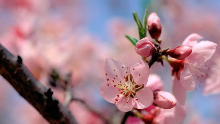 Desktop Wallpaper Early Spring | 2021 Cute Wallpapers