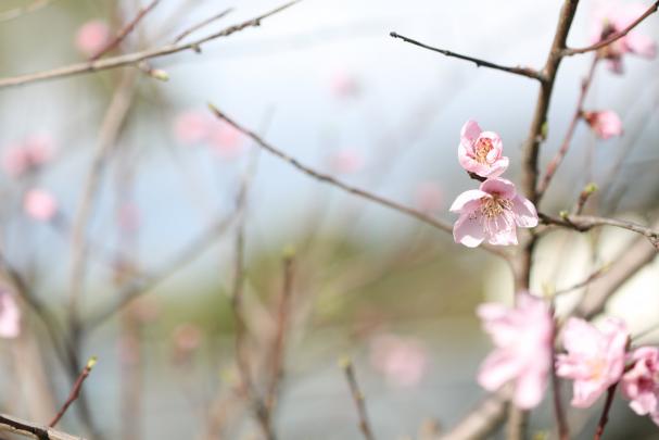 Early Spring Wallpapers High Quality | Download Free