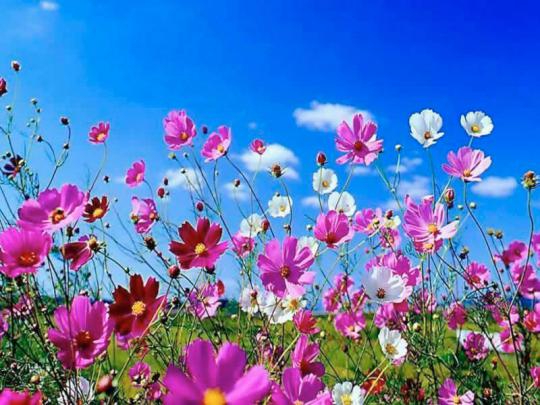 Early Spring Desktop Wallpaper -