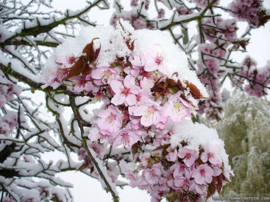 10 Top Free Early Spring Desktop Wallpaper FULL HD 1080p For PC 