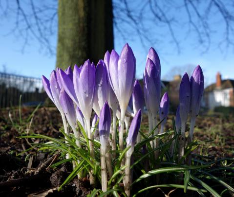 Early Spring Wallpapers High Quality | Download Free