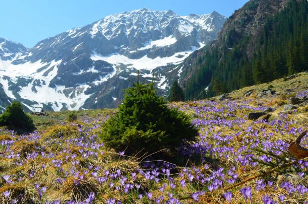 Early Spring Pictures Wallpaper -