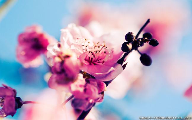 Early Spring Wallpaper (52+ pictures)