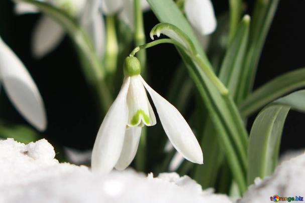 Flowers snowdrops desktop wallpapers wallpapers early spring desktop 