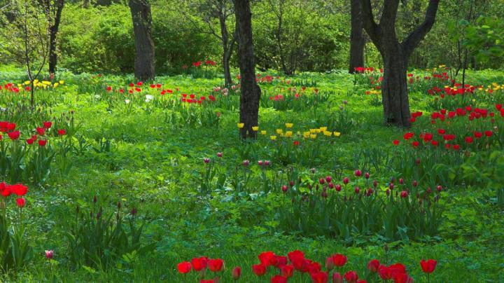 Free download Pin Early Spring Desktop Wallpaper [1366x768] for your 