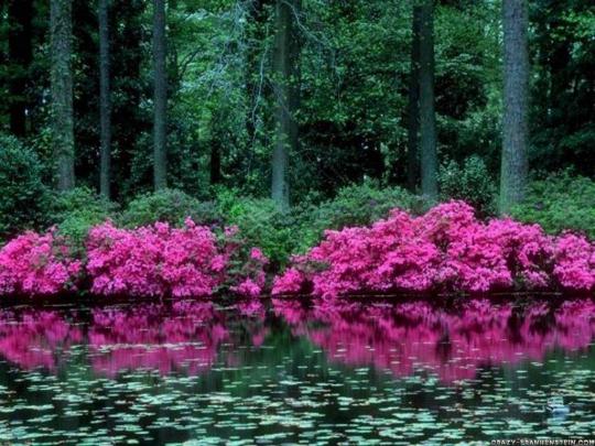 Free Early Spring Desktop Wallpaper -