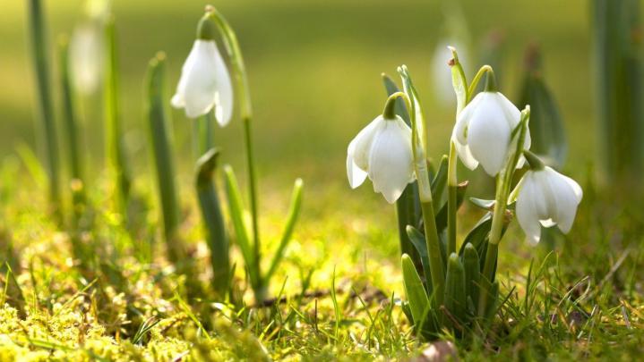 Early Spring Flowers Wallpapers - Top Free Early Spring Flowers 