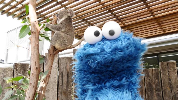Cookie Monster Wallpaper HD (70+ images)