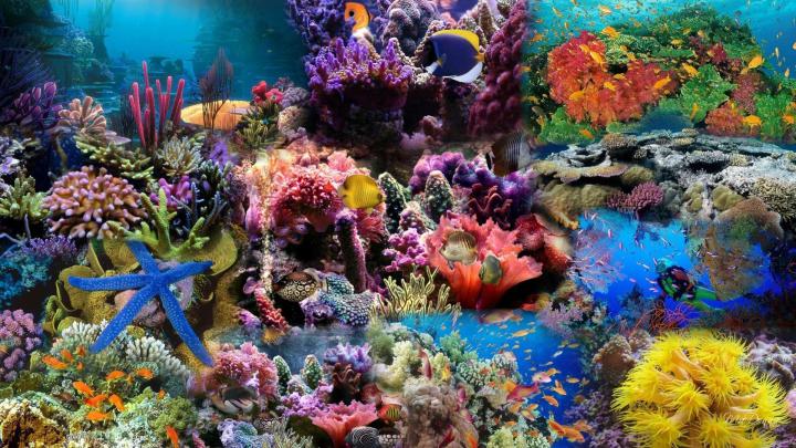 Coral Reef Wallpaper HD (65+ images)