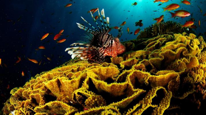 Tropical Coral Reef 4K Wallpapers - Top Free Tropical Coral Reef 4K 
