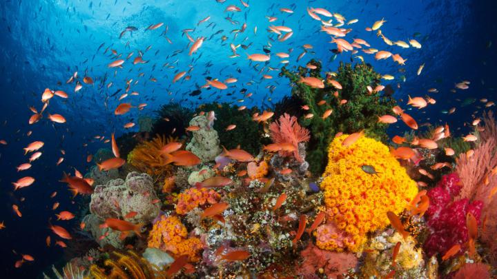 Hd Wallpapers Ocean Coral Reefs With Corals, Exotic Tropical Colorful 