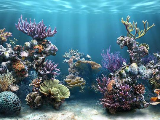 Coral Reef Wallpapers