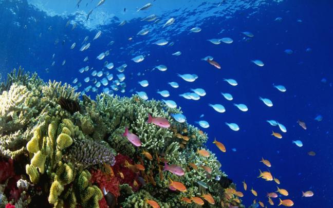 [35+] Underwater Coral Reef Wallpaper 