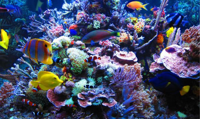 Coral Reef Wallpaper Widescreen -