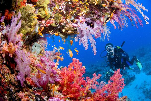 Desktop HD Wallpapers Free Downloads: Coral Reef HD Wallpapers