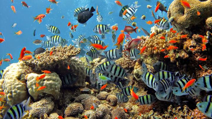 [49+] Coral Reef Live Wallpaper 