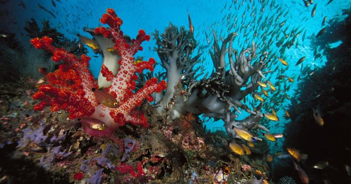 Coral Reef Wallpaper Hd 1920x1080 | Blangsak Wall