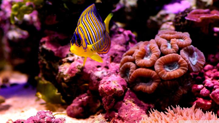 Coral Reef Wallpaper HD (65+ images)