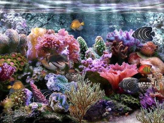 [48+] Coral Reef Wallpaper HD 