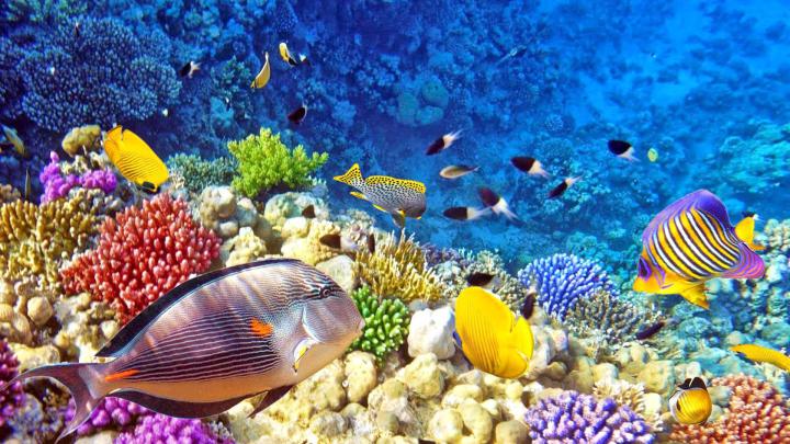 Raja Ampat Underwater Photo Tropical Colorful Fish Coral Coral Reefs 
