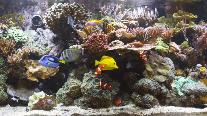 Aquarium HD 1080p Wallpaper -
