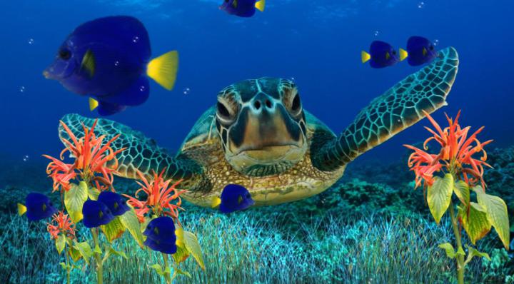 Coral Reef Images Wallpapers (40 Wallpapers) \u2013 Adorable Wallpapers