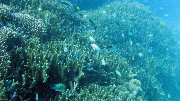 Coral Reef Wallpaper Hd 1920x1080 | Zendha