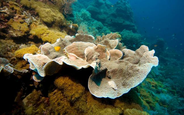 [47+] Coral Reef Wallpaper Widescreen 
