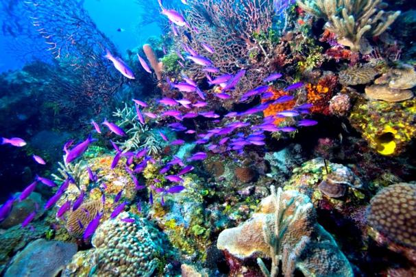 Coral Reef Wallpaper HD -