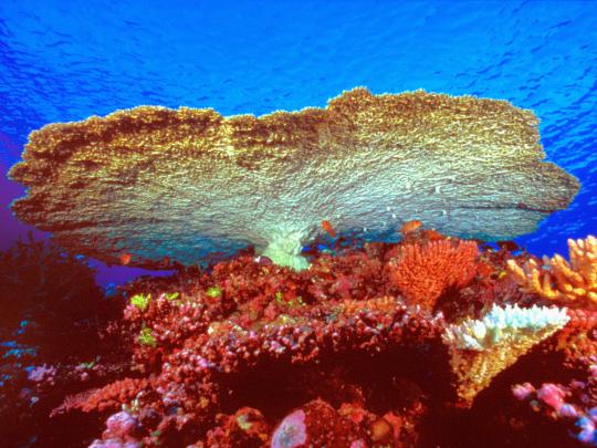Coral Reef - HD Wallpapers | Earth Blog