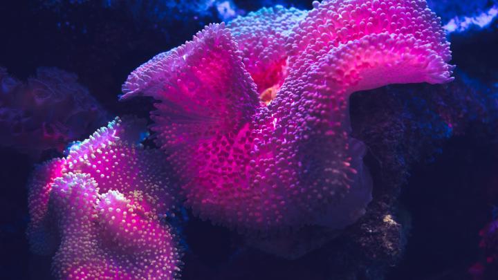 Coral reef 5K Wallpapers | HD Wallpapers | ID #25951