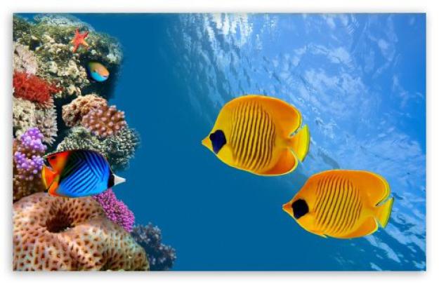 [47+] Aquarium HD 1080p Wallpaper 