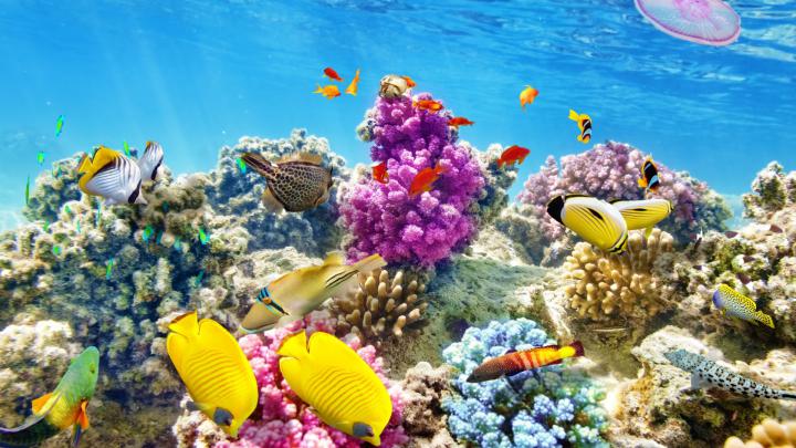 Coral Reef Wallpaper HD (65+ images)