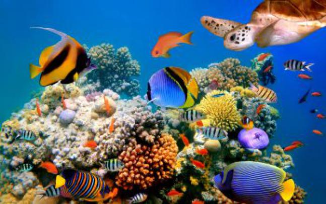 13 Coral Reef HD Wallpapers | Background Images - Wallpaper Abyss