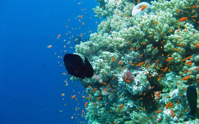[48+] Coral Reef Wallpaper HD 