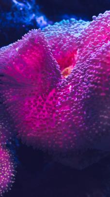 Coral reef 5K Wallpapers | HD Wallpapers | ID #25951