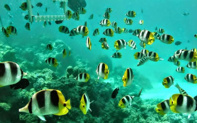 Coral Reef Fish - HD Wallpapers | Earth Blog