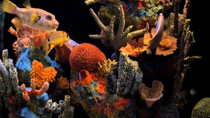 Aquarium HD 1080p Wallpaper -