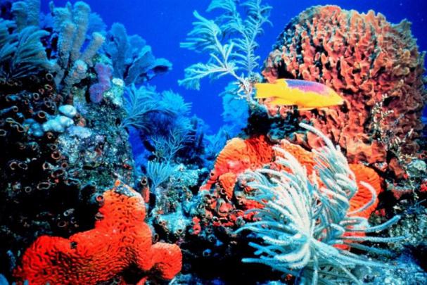 Coral Reef Wallpapers \u00b7\u2460 