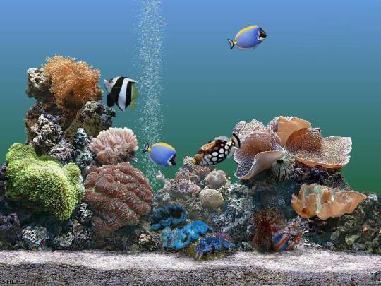 Aquarium HD 1080p Wallpaper -